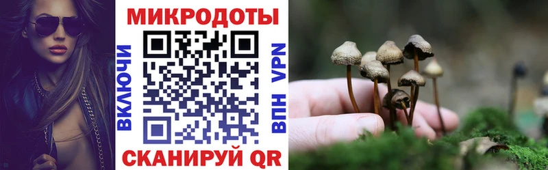 Купить где  Медынь  Псилоцибиновые грибы Psilocybe 
